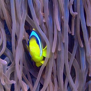 Nemo