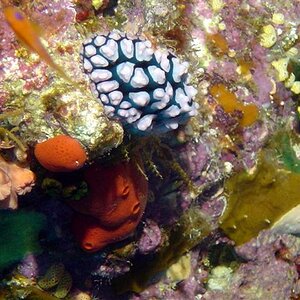 Nacktschnecke
