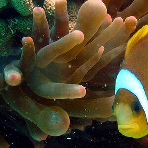 Nemo
