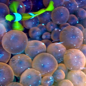 Nemo mit Anemone