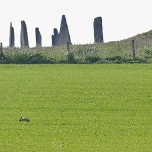 brodgar1