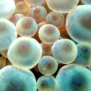 Anemone Macro