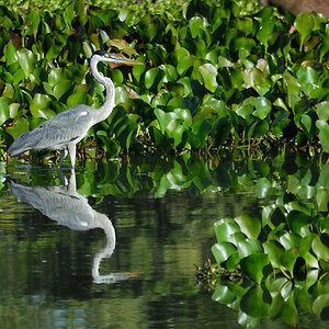 birds Ardea Cocoi