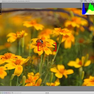 Blumen