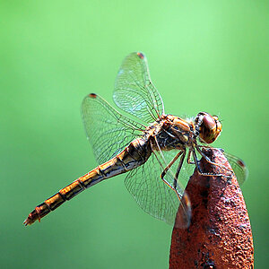 Libelle 1c