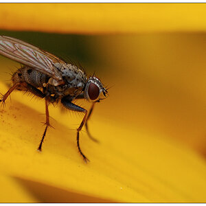 makro2