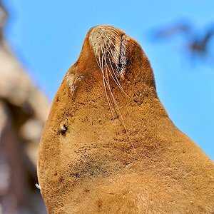 Seelöwe (3)