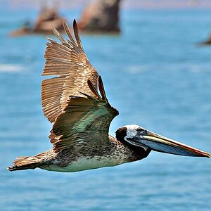 Pelican (2)