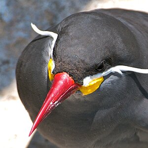 Seaborn 2009 437 (3)