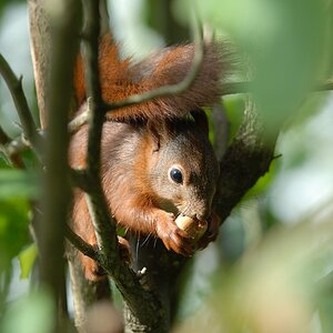 Eichhörnchen DSC 9633
