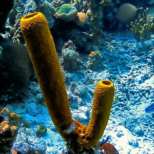 Cuba 
Unterwasserbild