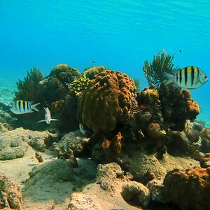 Cuba 
Unterwasserbild