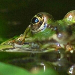 frosch nahe 1