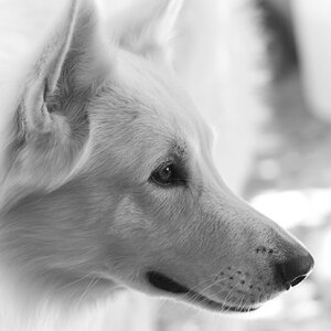 Hundekopf Seitenprofil