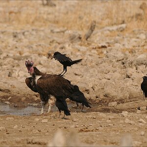 comp Namibia 09 26335