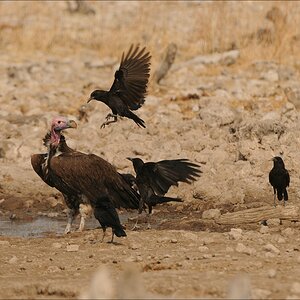comp Namibia 09 26336