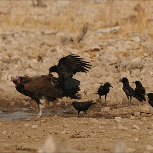comp Namibia 09 26345