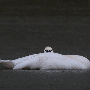 Schwan_1