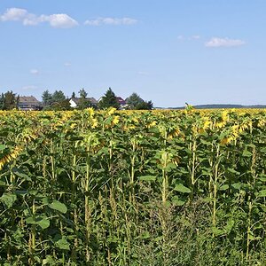 Sonnenblumen 01