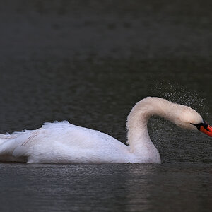 Schwan_2
