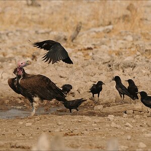 comp Namibia 09 26346
