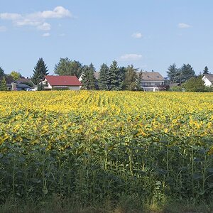 Sonnenblumen 02