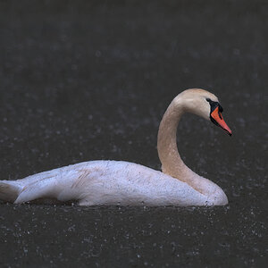 Schwan_3
