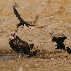 comp Namibia 09 26352