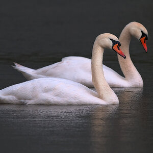 Schwan_4