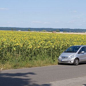 Sonnenblumen 03