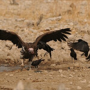comp Namibia 09 26363