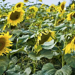 Sonnenblumen 05