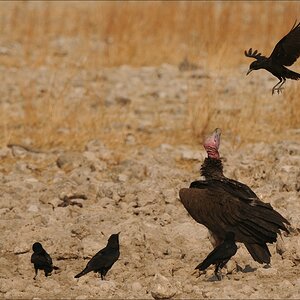 comp Namibia 09 26424