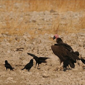 comp Namibia 09 26431