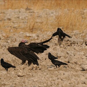 comp Namibia 09 26459