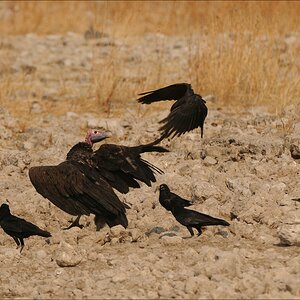 comp Namibia 09 26460