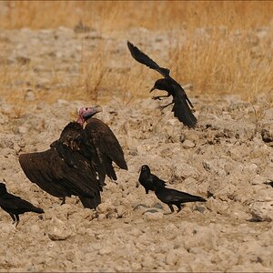 comp Namibia 09 26461