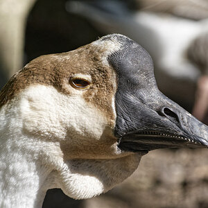 _DSC9870NF.jpg