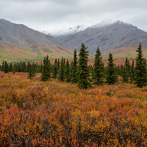 Denali1.jpg