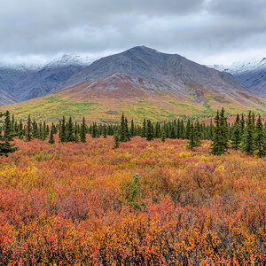 Denali Herbst.jpg