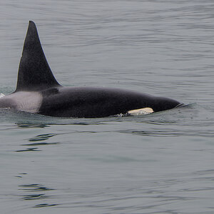 Orca.jpg