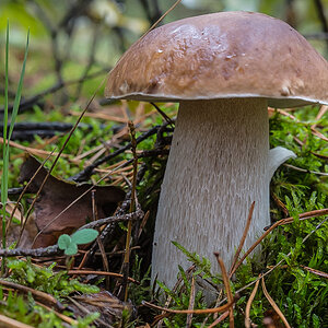 Steinpilz (1 von 1).jpg