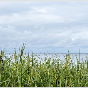 409 Sylt – Spaziergang an der Wattseite in Keitum VII