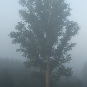 Pappel im Nebel 2.jpg