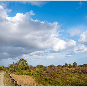 428 Sylt – Spaziergang in der Braderuper Heide III