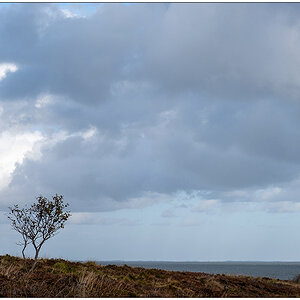 431 Sylt – Spaziergang in der Braderuper Heide VI