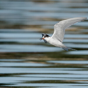 D50_7087_unbekannte See_Schwalbe_Möwe_Elbe_IA_8_2022.jpg