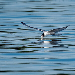 D50_7018_vermutlich Trauerseeschwalbe_jungvogel_Elbe_IA_8_2022.jpg