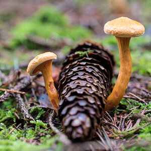 Z62_6090.jpg