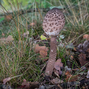 Parasol-Drumstick (1 von 1).jpg